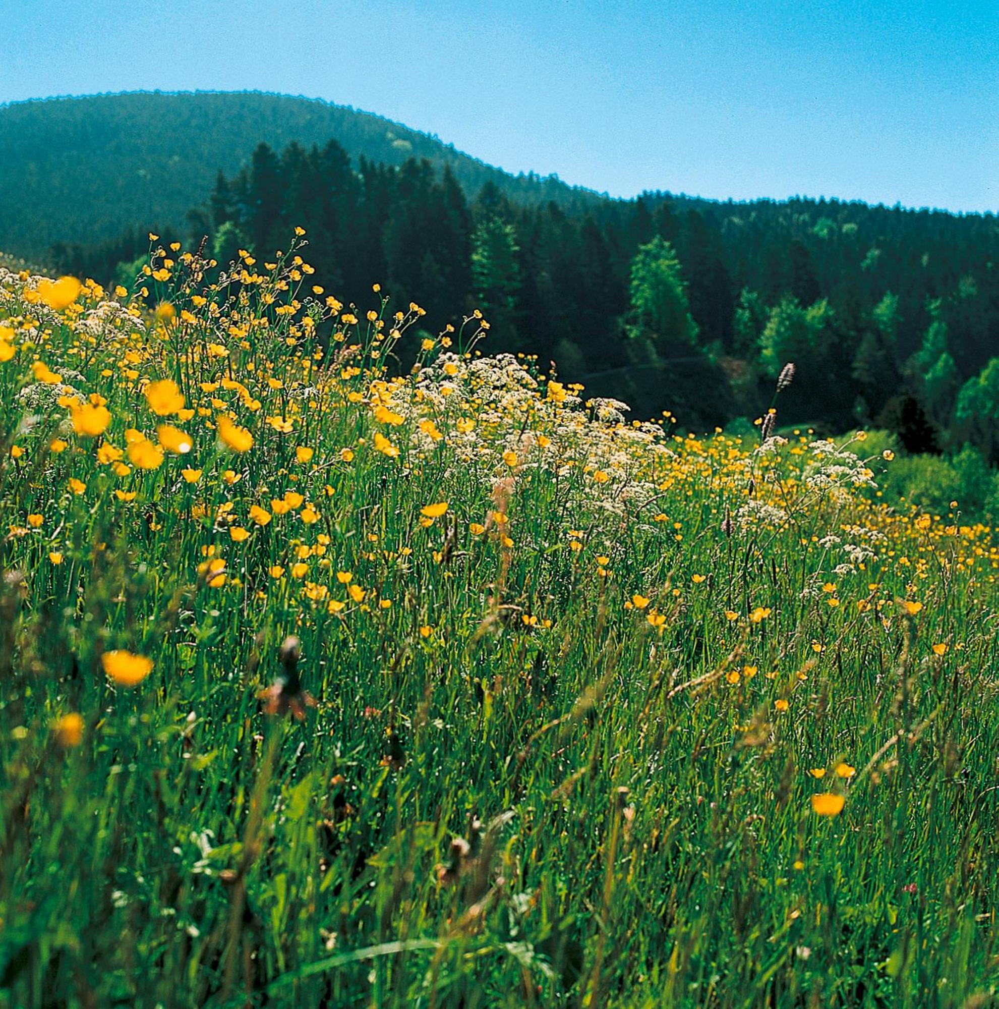 Landhaus Sackmann Baiersbronn Luaran gambar